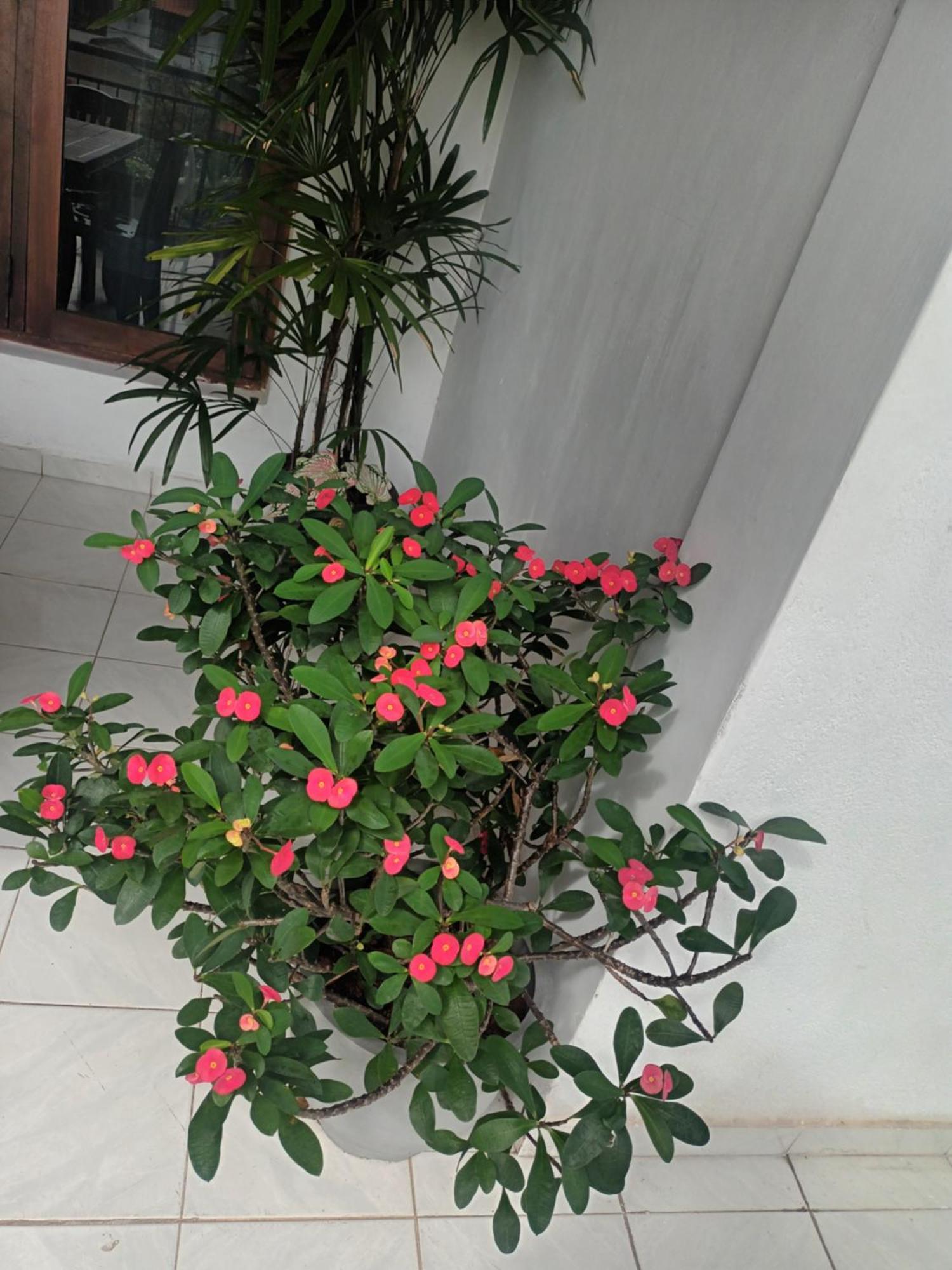 Lovely Flowers In Mount Lavinia Dehiwala-Mont Lavinia Extérieur photo