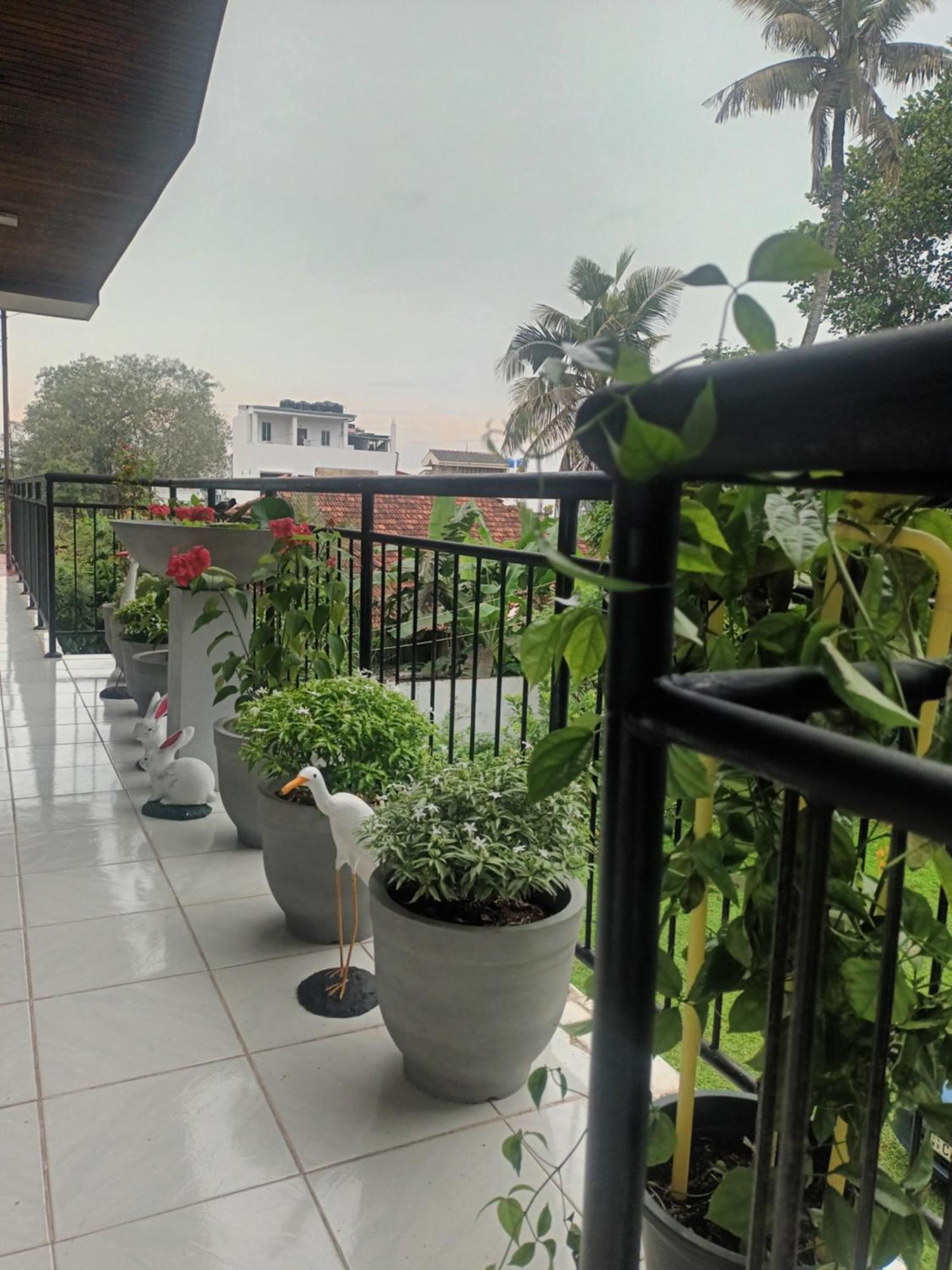 Lovely Flowers In Mount Lavinia Dehiwala-Mont Lavinia Extérieur photo